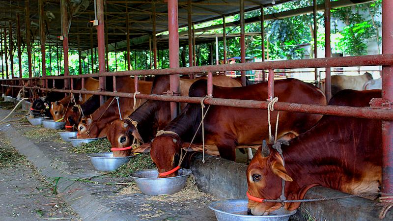 Healthy & Disease-free